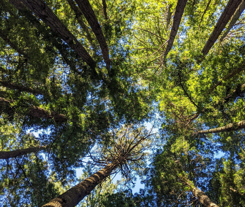 28% CO2-reductie en introductie nieuwe lijn biobased keukens: DKG in 2025